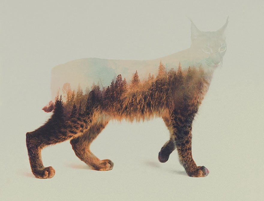 animals_14