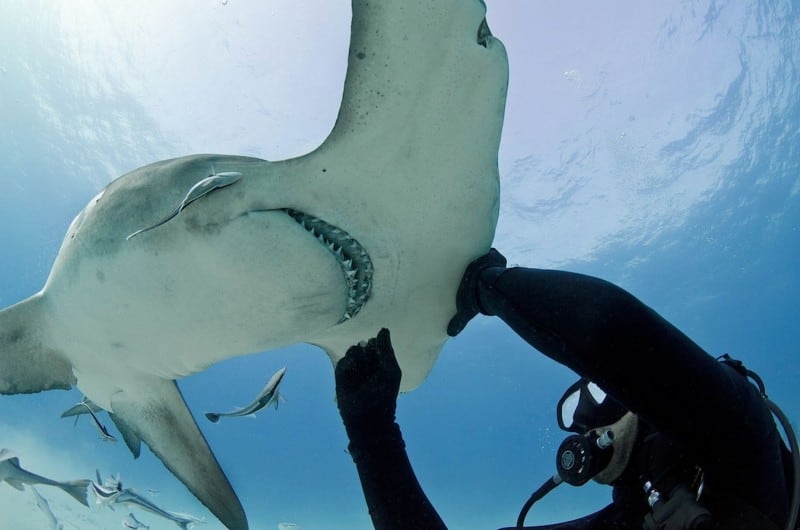 sharkwhiser