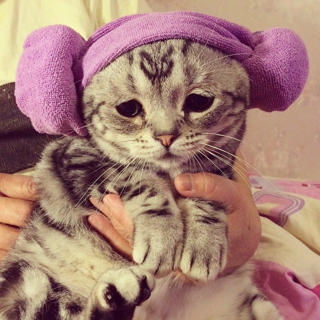 This Is Quite Possibly The Saddest And The Cutest Cat You've Ever Seen 9