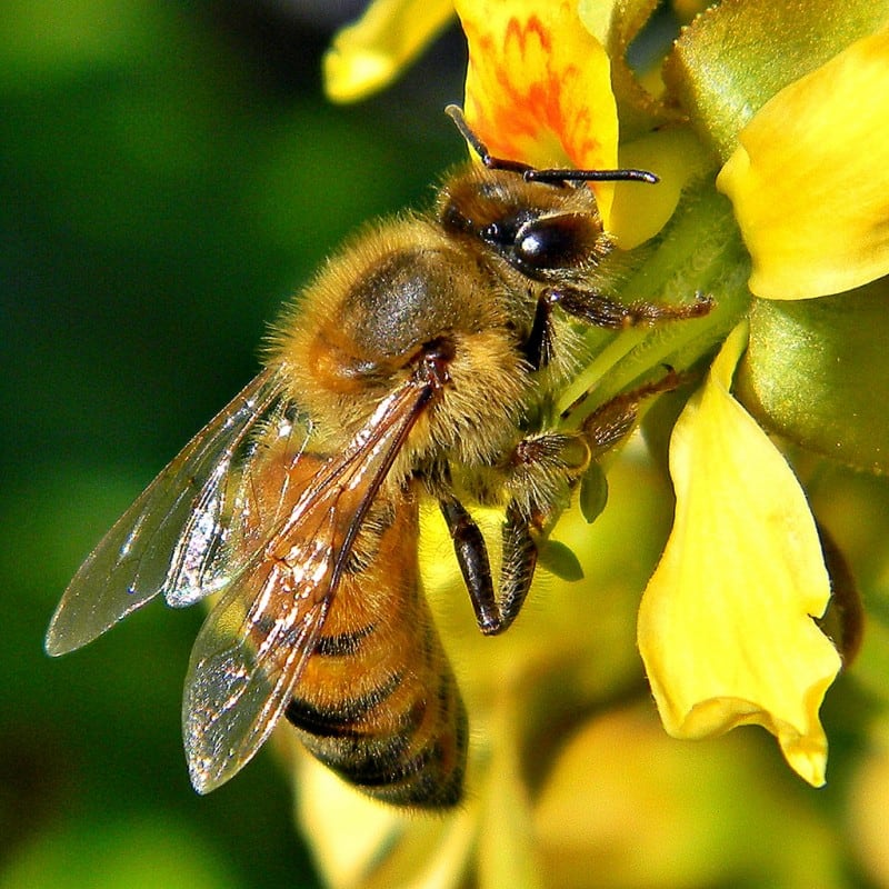 honey bee on a narcissus flower via flickr