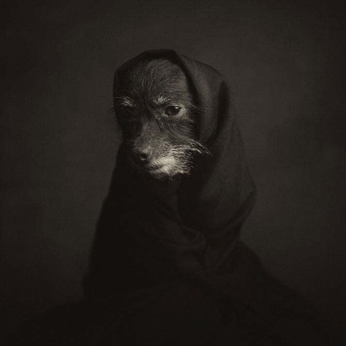 vincent-legrange-expressive-animal-portraits-2