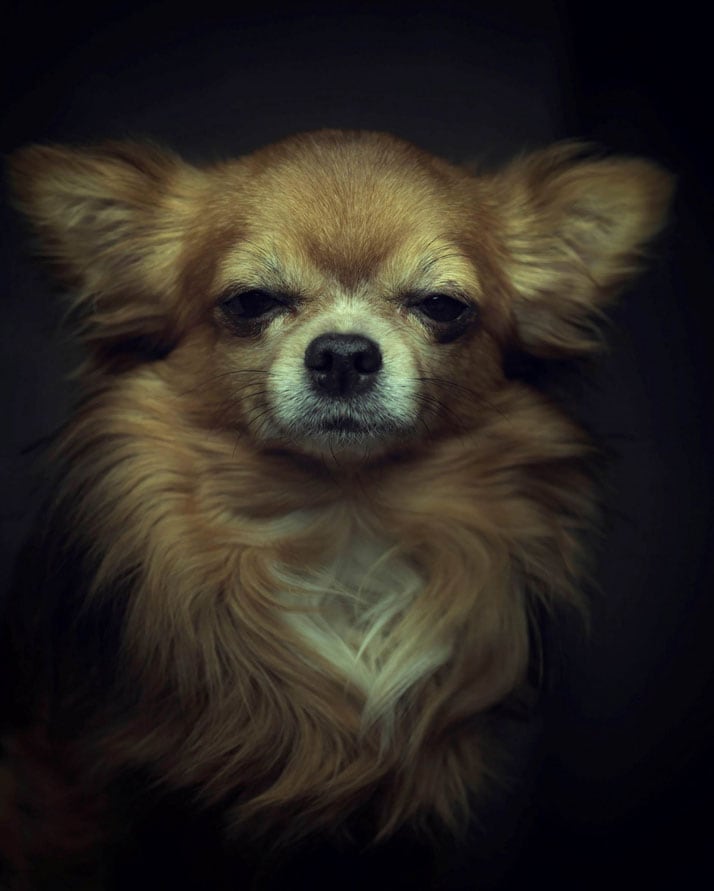 vincent-legrange-expressive-animal-portraits-4