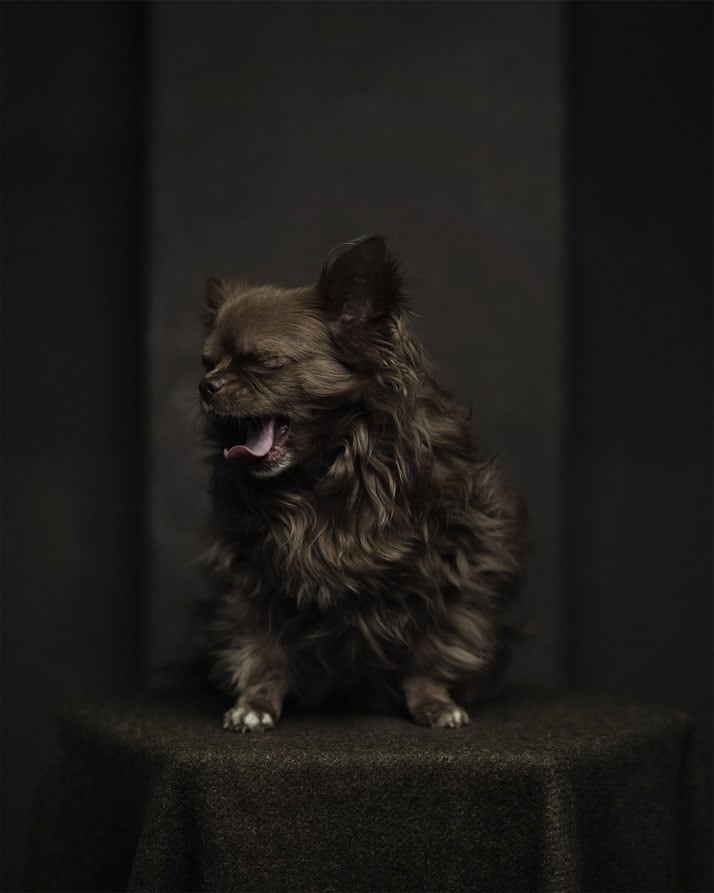 vincent-legrange-expressive-animal-portraits-5