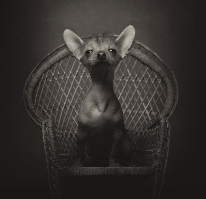 vincent-legrange-expressive-animal-portraits-6