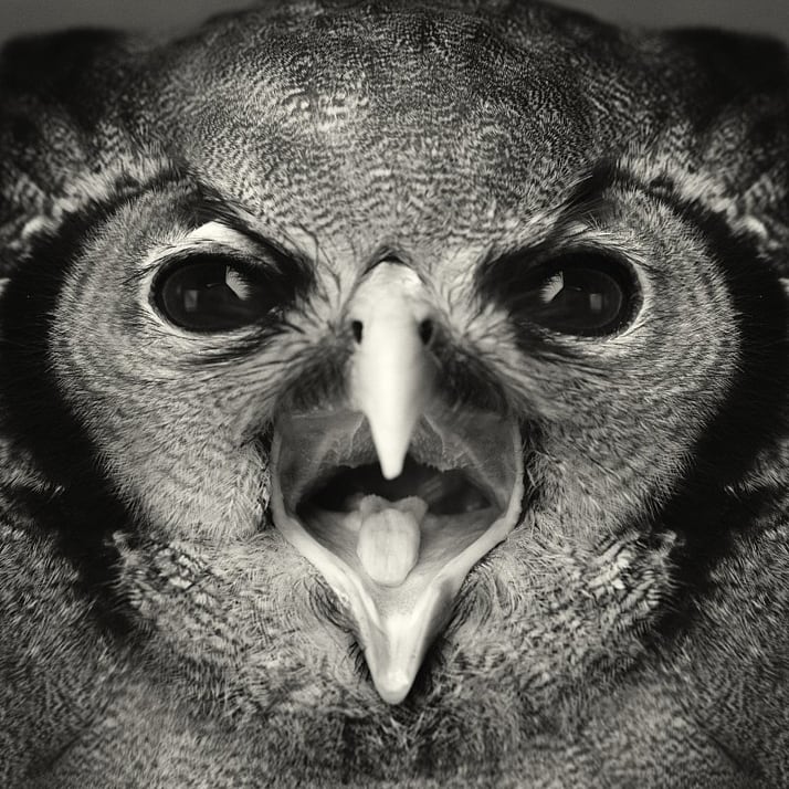 vincent-legrange-expressive-animal-portraits-9
