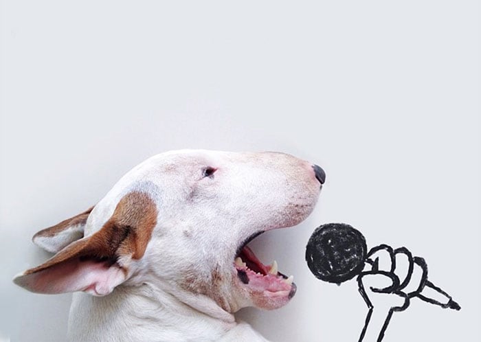 Brazilian Illustrator Rafael Mantesso Creates Fun Illustrations With His Bull Terrier jimmy-choo-bull-terrier-illustrations-rafael-mantesso-coverimage