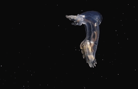 new-species-deep-sea-creatures-puerto-rico-trench-15