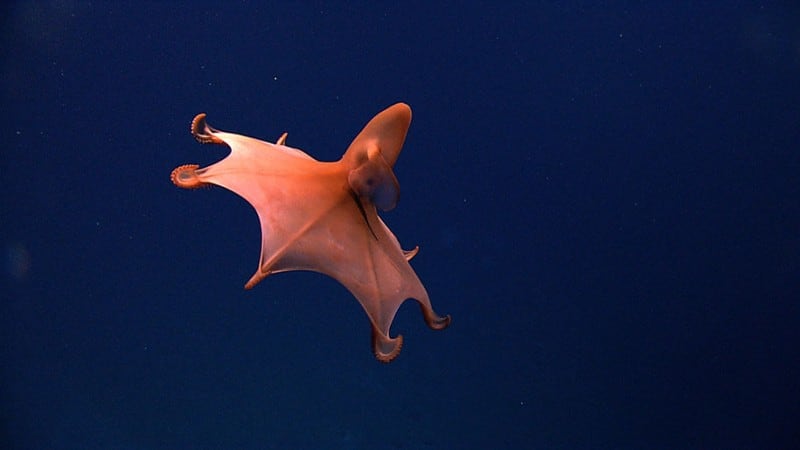 Mysterious Never-Before-Seen Sea Creatures Filmed On Camera For The First Time new-species-deep-sea-creatures-puerto-rico-trench-19