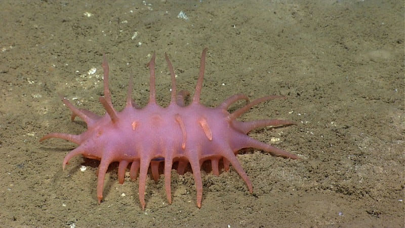 Mysterious Never-Before-Seen Sea Creatures Filmed On Camera For The First Time new-species-deep-sea-creatures-puerto-rico-trench-8