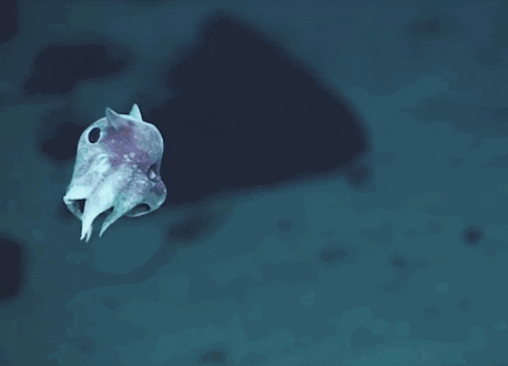 new-species-deep-sea-creatures-puerto-rico-trench-9