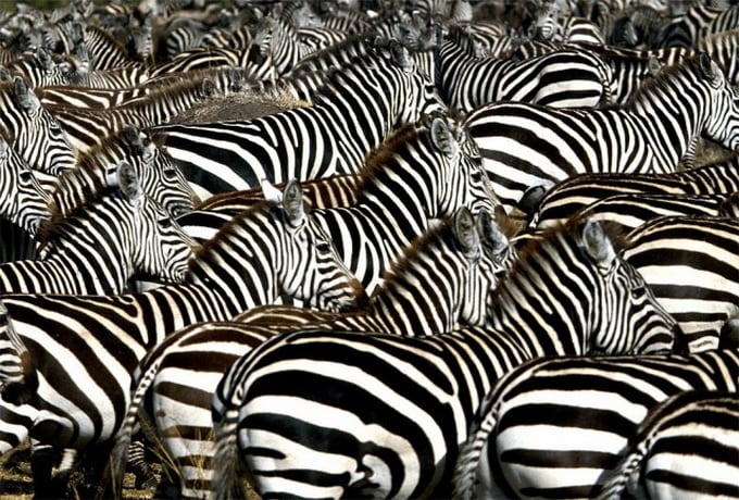 Spectacular Images Of Hundreds Of Animals Grouped Together In The Wild 1amazing-animals-colonies-pingouins-640x_14