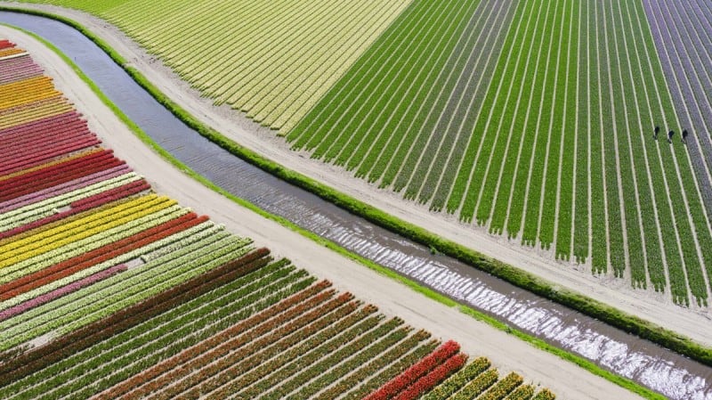 This Is The Best Drone Photography Of 2015 3rd-prize-category-places-tulip-fileds-by-anders@andersa.com_