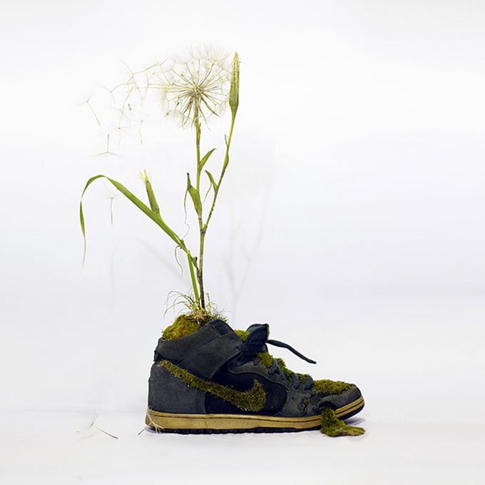 mr plant01