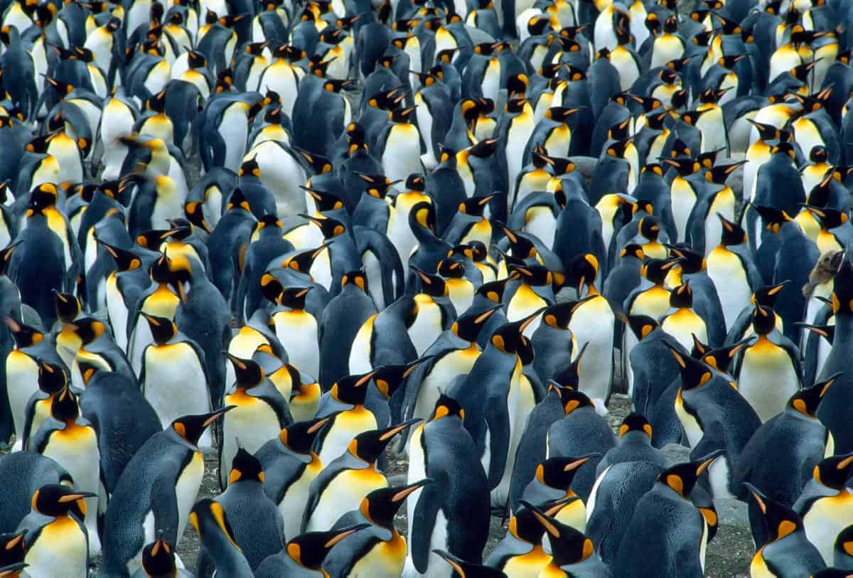 Spectacular Images Of Hundreds Of Animals Grouped Together In The Wild ...