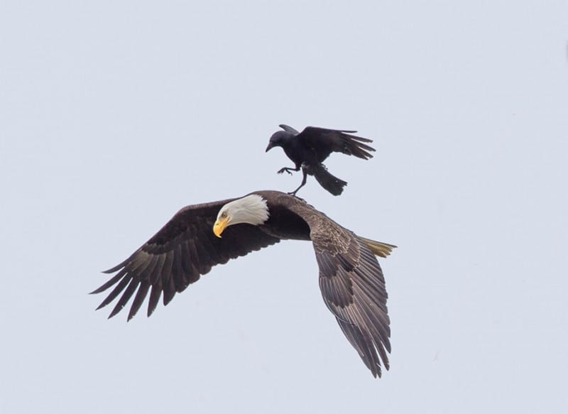 funny-animals-crow-riding-eagle-phoo-chan-3