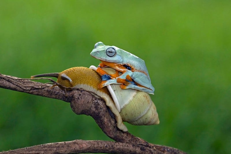 Laid back Frog Takes A Ride On The Back Of A Snail From Indonesia funny-animals-frog-riding-snail-kurito-afsheen-indonesia-5