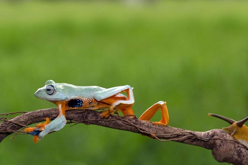 Laid back Frog Takes A Ride On The Back Of A Snail From Indonesia funny-animals-frog-riding-snail-kurito-afsheen-indonesia-6