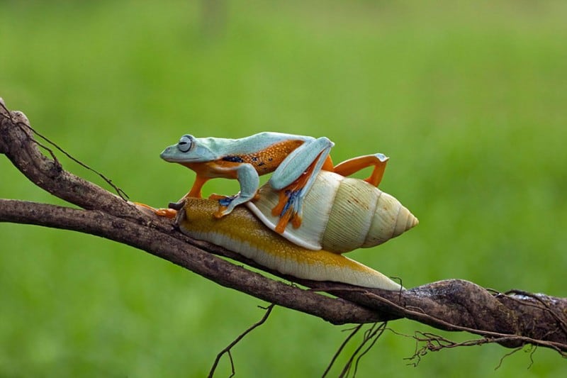 Laid back Frog Takes A Ride On The Back Of A Snail From Indonesia funny-animals-frog-riding-snail-kurito-afsheen-indonesia-7
