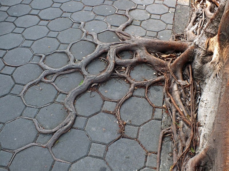 Tree roots manage to grow on concrete in search of soil