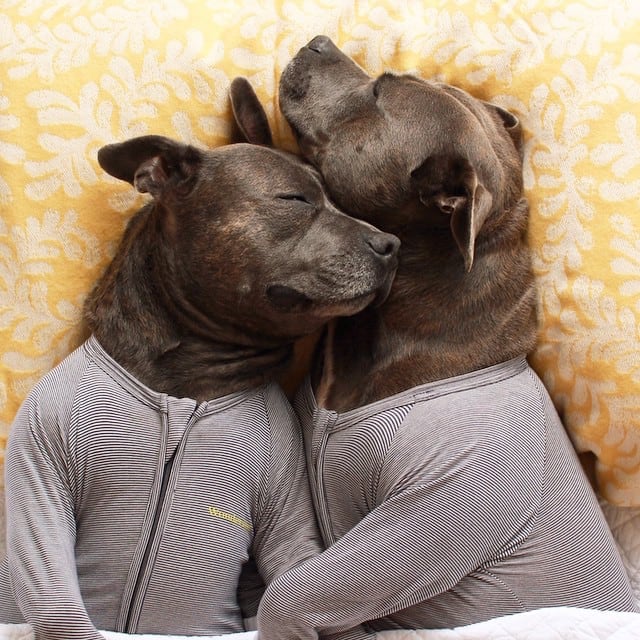 These Cute Pups Really Love Cuddling While Wearing Pajamas | FREEYORK