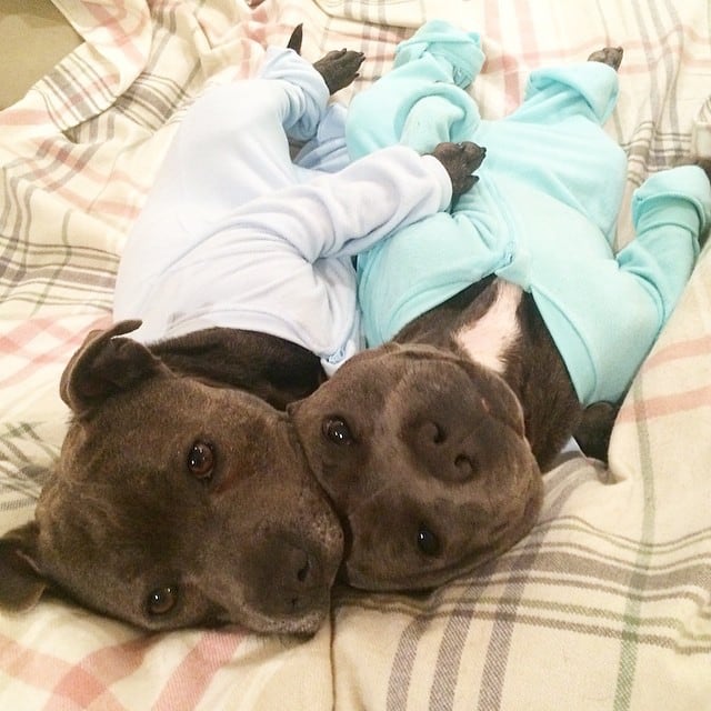 Bull-Terriers-Cuddle-Filled-Pajama-Parties-8