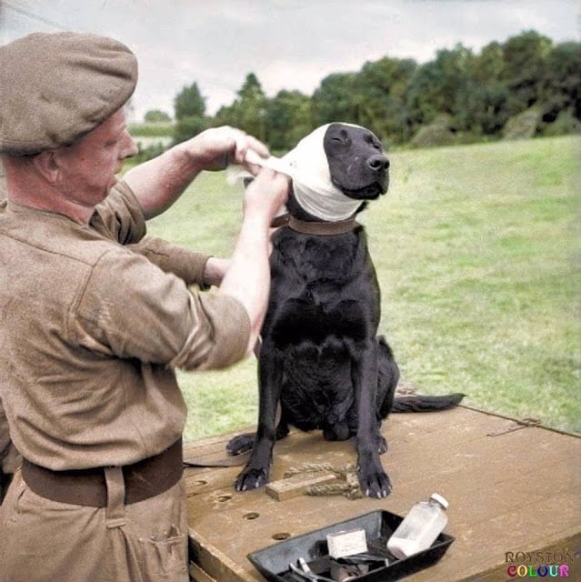 These 50 Astonishing WWII Colorized Photos Look Like They were Taken Yesterday a sergeant of the royal army veterinary corps bandages the wounded ear of a mine-detection labrador dog named 'jasper' at bayeux in normandy, 5th of july 1944. (source © iwm b 6496 - sgt. christie , no 5 army film & photographic unit. colorized by royston leonard uk)