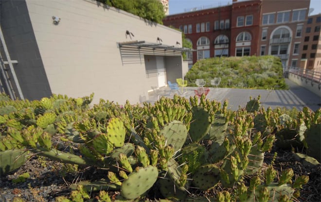 Extraordinary: Cactus Covered Rooftop from a cactus' point of view.