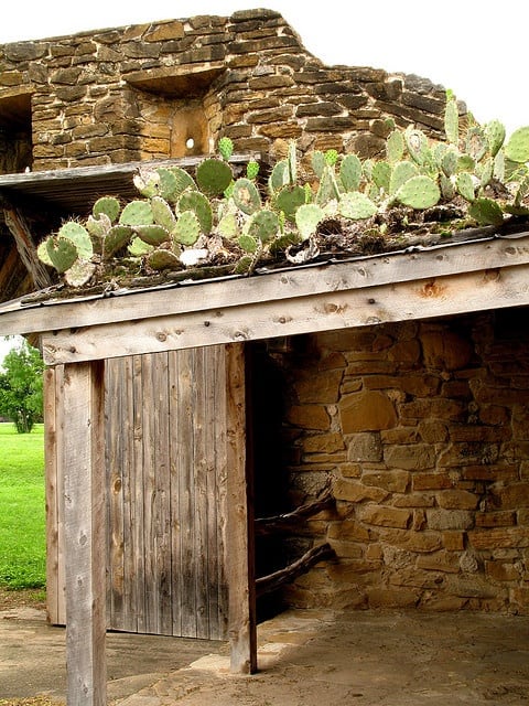 cactus roof