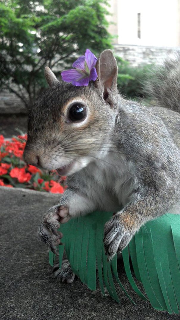 Student Befriends Squirrels And Dresses Them In Adorable Costumes ...