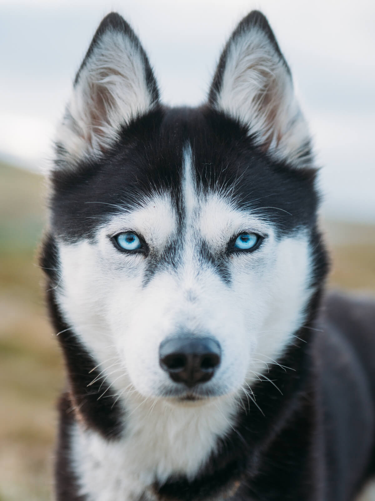 Man Quits Job to Go on Adventure Around Norway with His Husky akiak-the-adventure-dog-freeyork-10