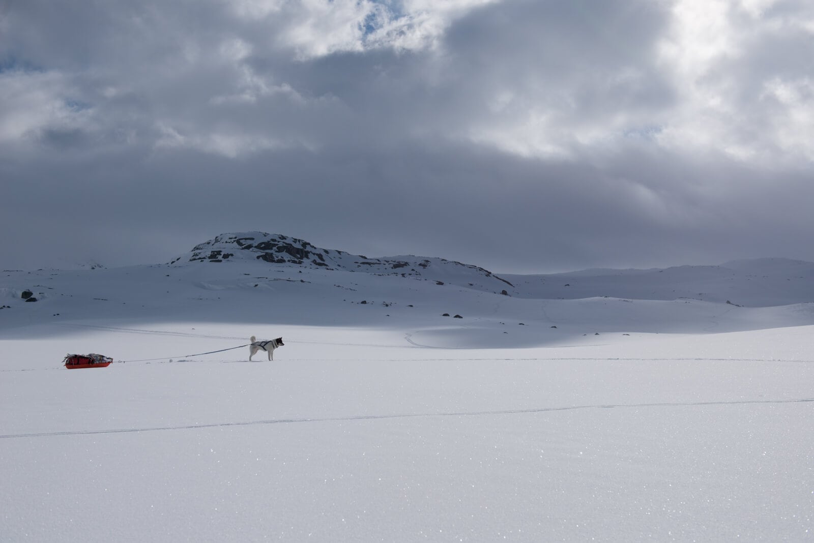 Man Quits Job to Go on Adventure Around Norway with His Husky akiak-the-adventure-dog-freeyork-6