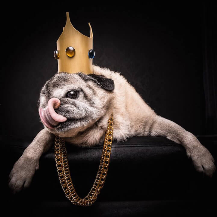 The Pug Life: Cute Pugs Pose as the 80s and 90s Hip-Hop Icons notorious p.u.g. (aka milo)