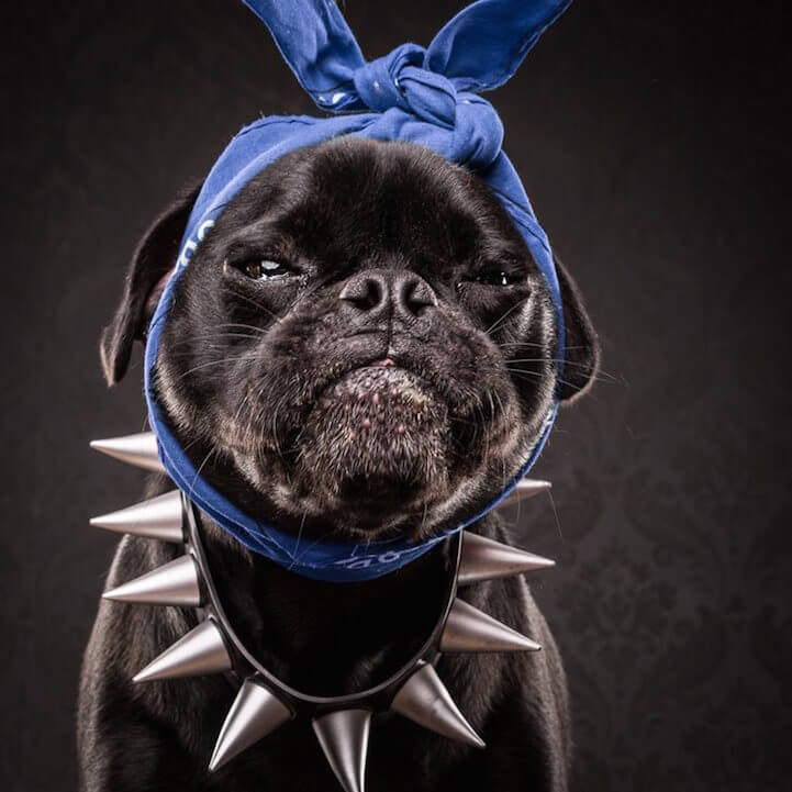 The Pug Life: Cute Pugs Pose as the 80s and 90s Hip-Hop Icons snoop pug (aka diesel)