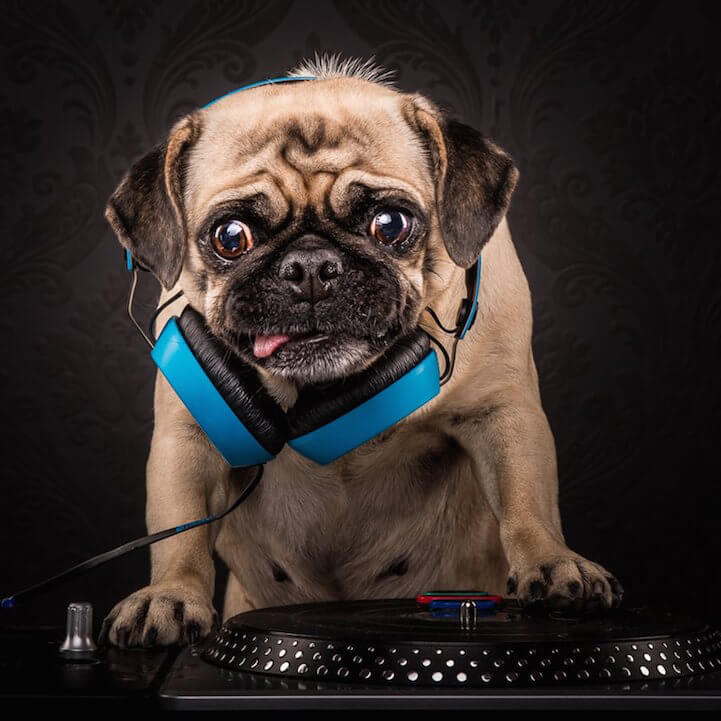 The Pug Life: Cute Pugs Pose as the 80s and 90s Hip-Hop Icons pugmaster flash (aka daisy)