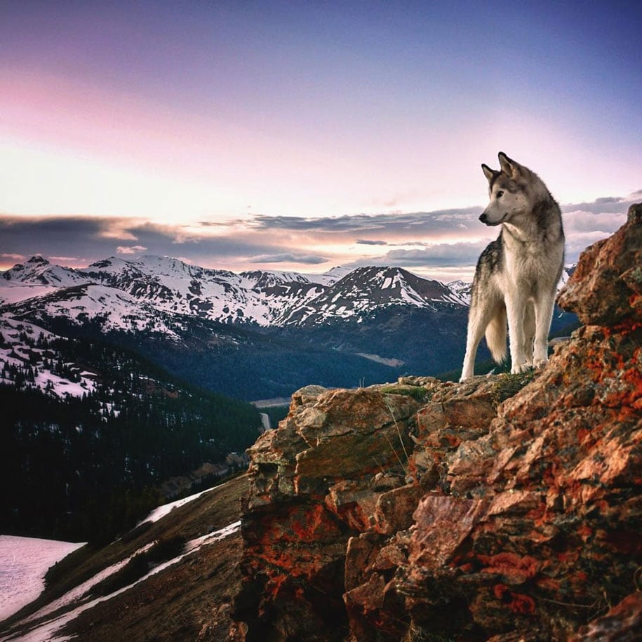 dog-nature-photography-loki-wolfdog-kelly-lund-17