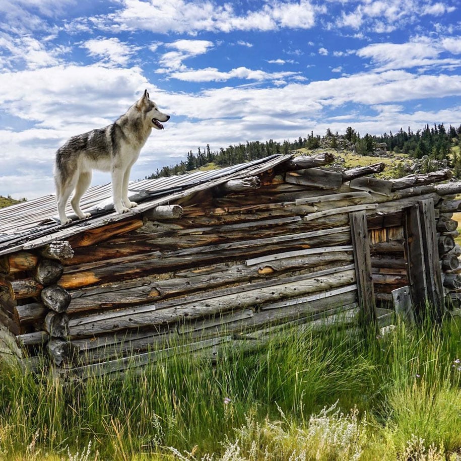 dog-nature-photography-loki-wolfdog-kelly-lund-29