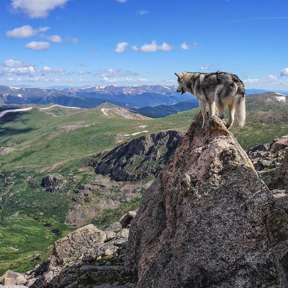 dog-nature-photography-loki-wolfdog-kelly-lund-32