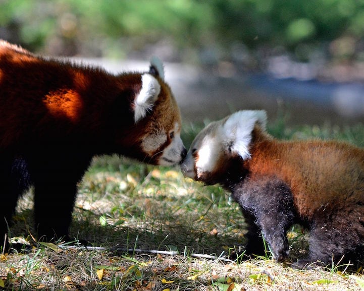 Charming Red Panda Named “Tofu” Makes Her Public Debut at Detroit Zoo tofu3