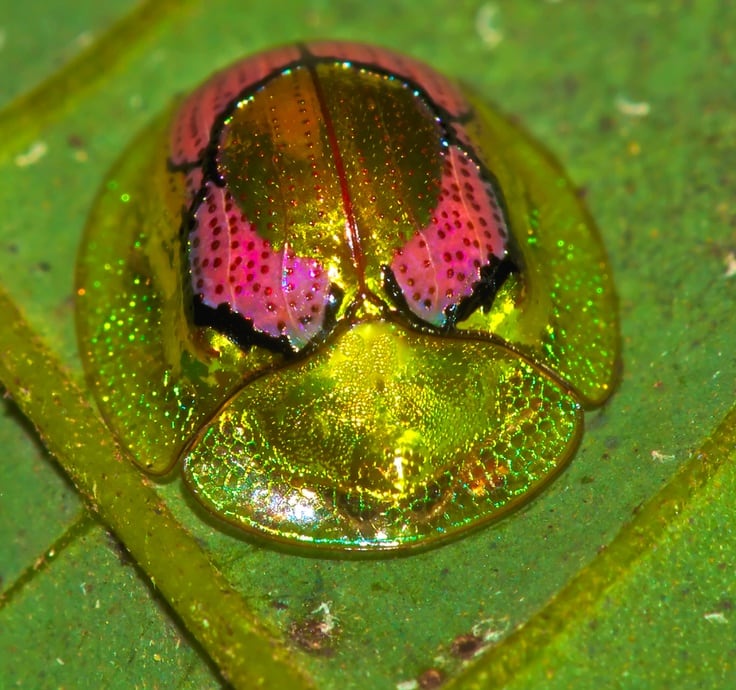 tortoise beetle