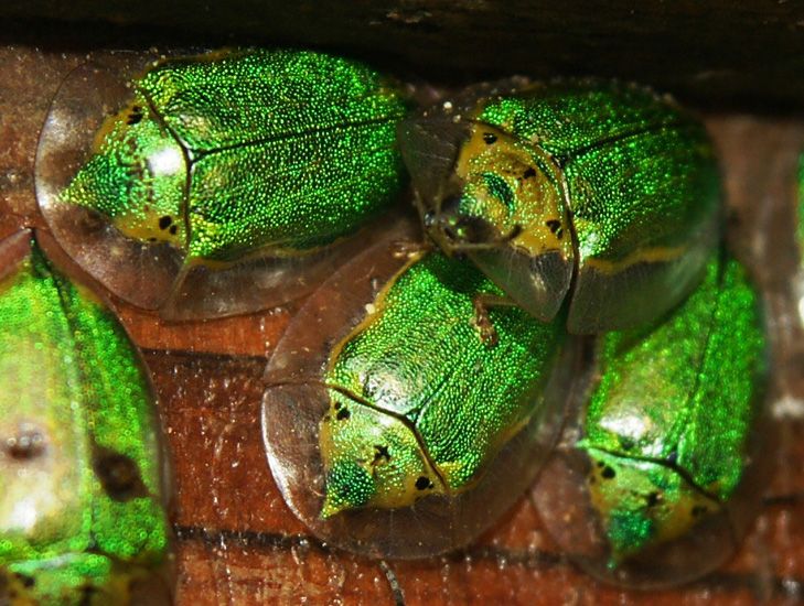 unknown tortoise beetles from nicaragua