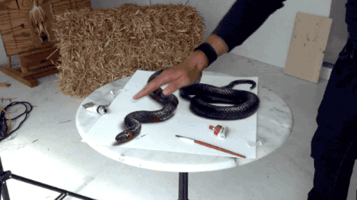 snake9