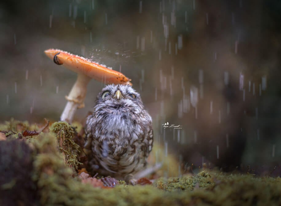 animal-photo-owl-hide-rain-mushroom-podli-tanja-brandt-13