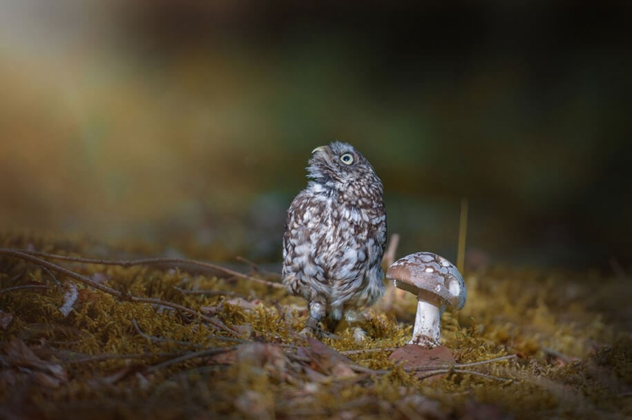 animal-photo-owl-hide-rain-mushroom-podli-tanja-brandt-6