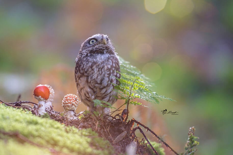 animal-photo-owl-hide-rain-mushroom-podli-tanja-brandt-7