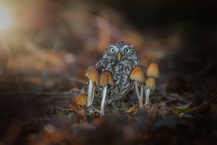 animal-photo-owl-hide-rain-mushroom-podli-tanja-brandt-9