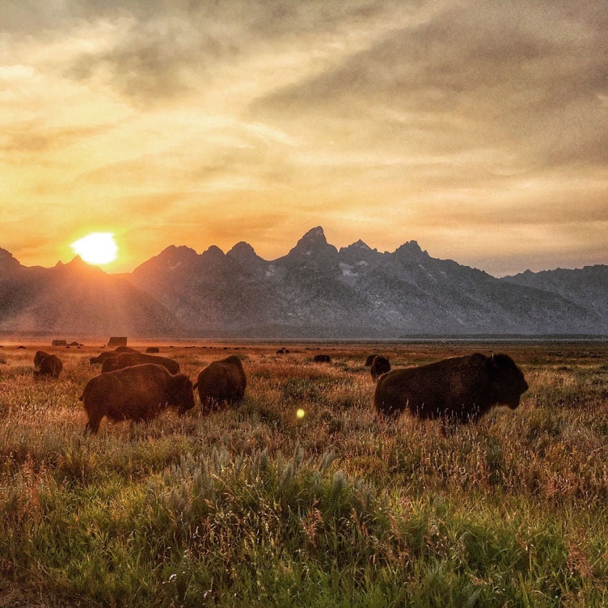 buffalo_sunset_at_grand_tetons