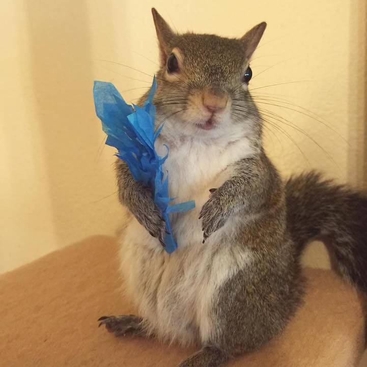 jillsquirrel3