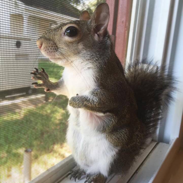 jillsquirrel4