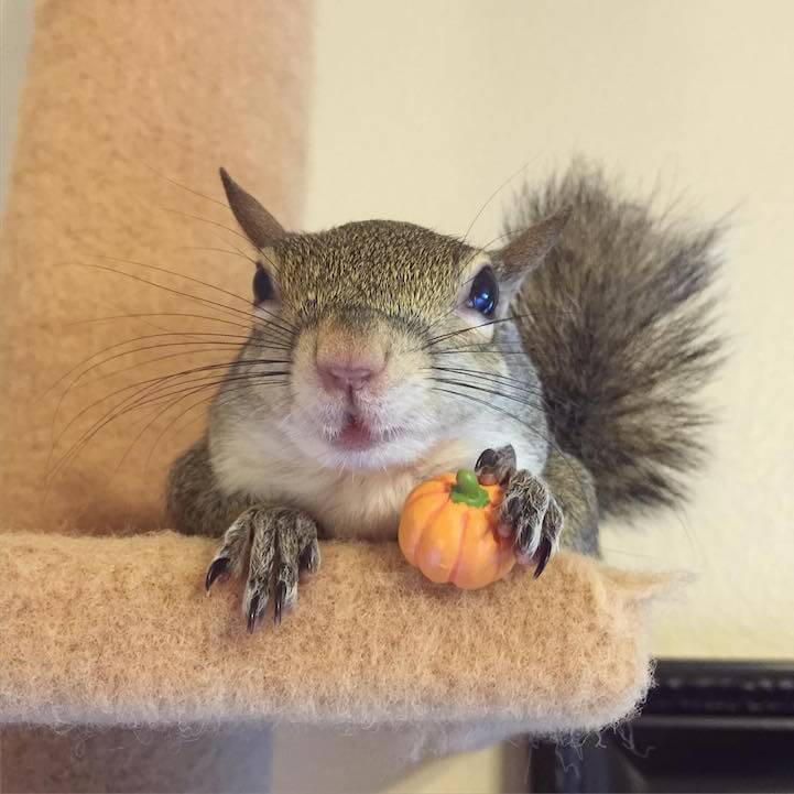 jillsquirrel5