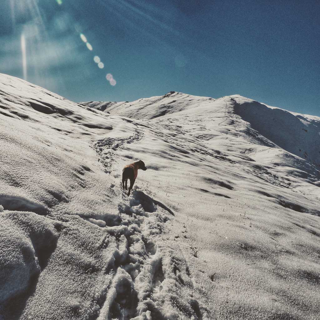 My Dog and I Left Home, Drove Over 8,000 Miles, and Walked Into The Wild hiking up pioneer ridge trail in alaska